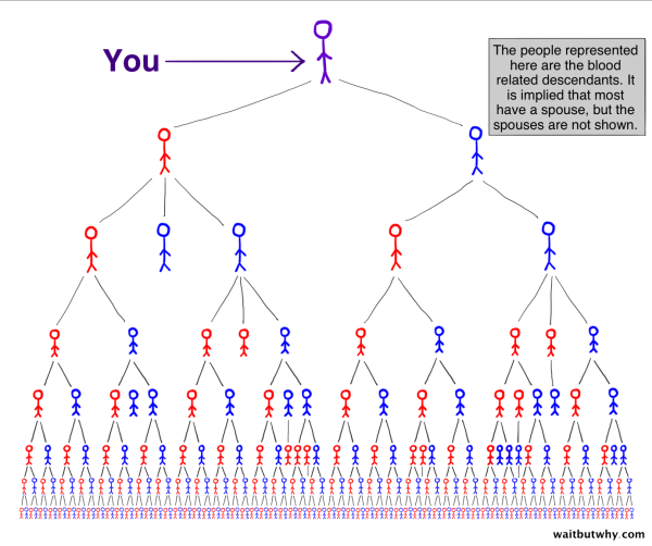 reverse family tree showing your blood related descendants.