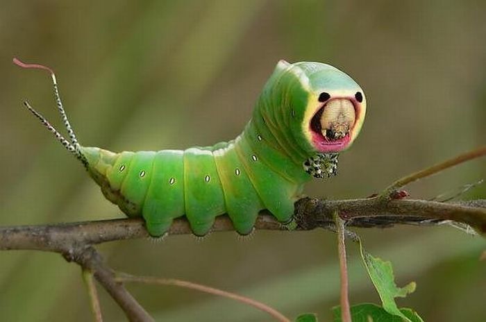 Large green caterpillar