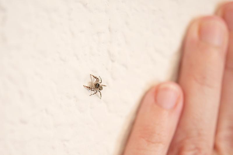 zdZHg44Q1g6CtxGqJ2Pg_spider1