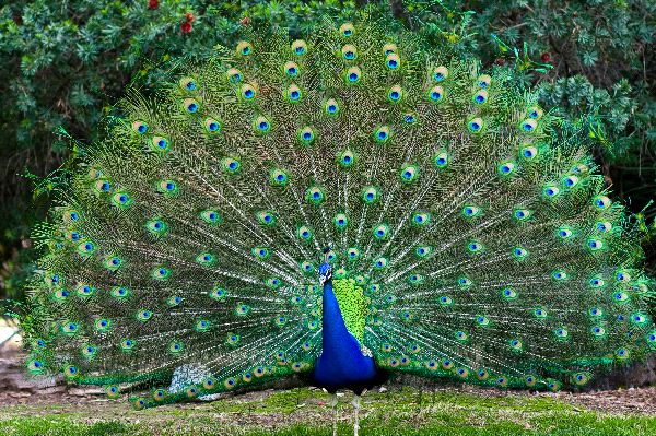 Peacock_With_Fanned_Tail_600