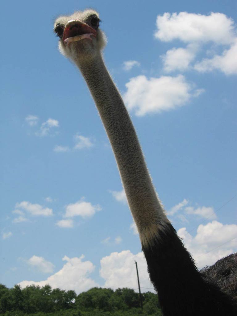 humiostfunny-ostrich