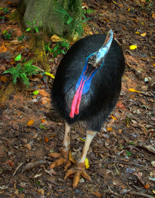 outz3 - Southern Cassowary