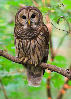 owbarred-owl