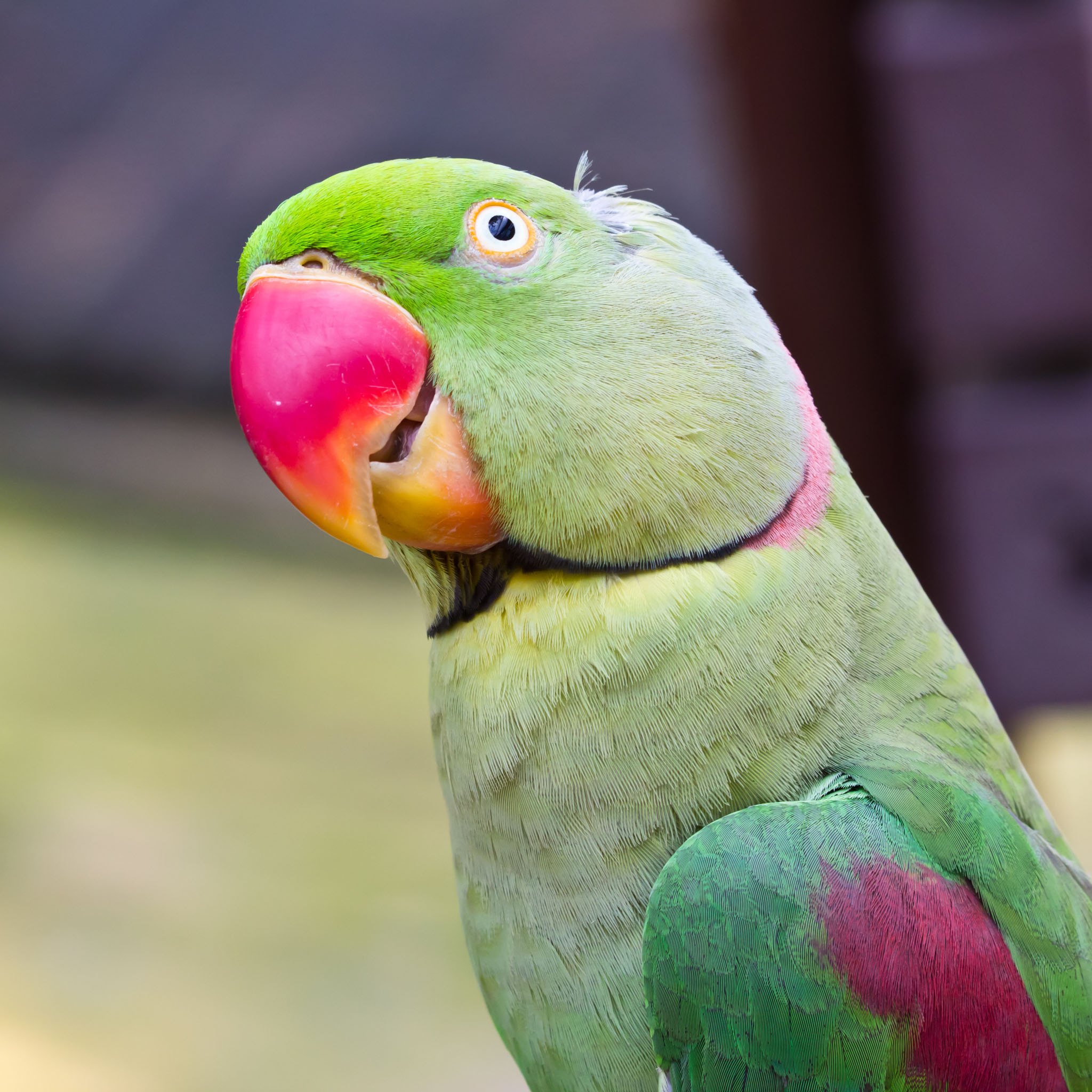 patCute-Colourful-Parrot